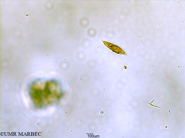 phyto/Scattered_Islands/all/COMMA April 2011/Lessardia elongata (ancien Gyrodinium sp3 -ancien G. spirale -ancien G. sp3)(copy).jpg